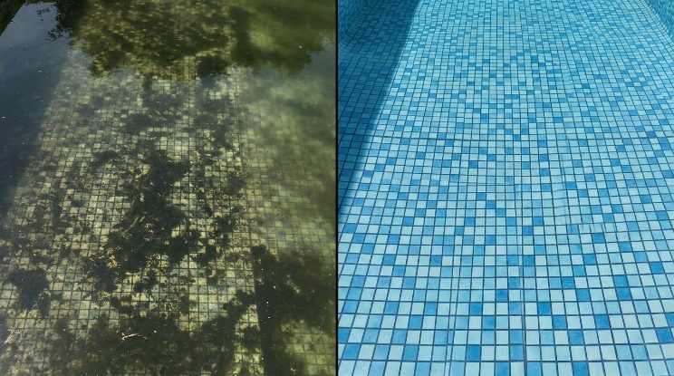 Green Pool Cleanup & Recovery in Cary, NC